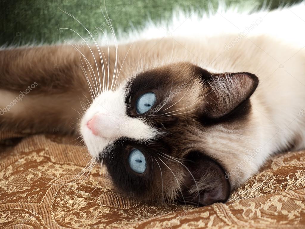Snowshoe Cat Siamese Kitten Blue Eyes Siamese Domestic Lynx Cat