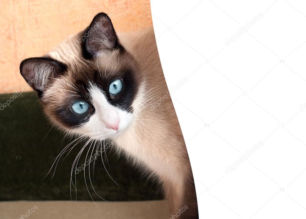 Pretty cat with blue eyes breed snowshoe