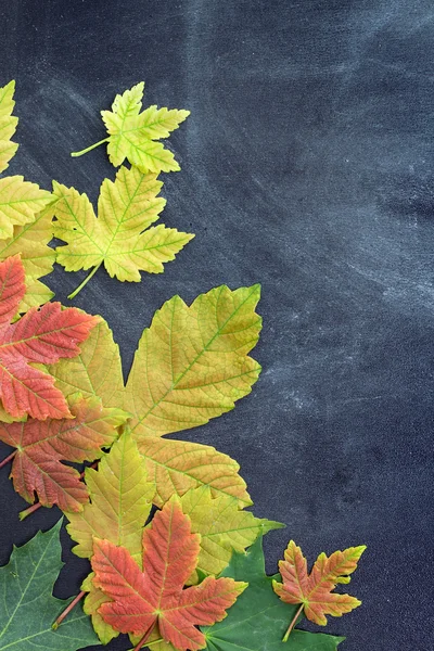 Autumn leaves on the  teachers' board