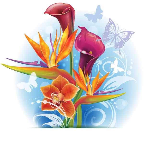 Strelitzia en Calla bloemen boeket — Stockvector