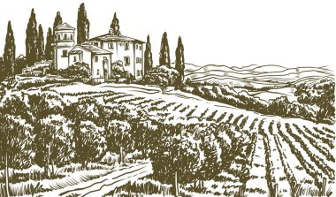Üzüm bağları, çiftlik evleri ve selvi ağaçları olan geleneksel Toskana kırsalının vektör çizimi. İtalyan kırsal manzarasından esinlenilmiş el yapımı klasik sanat eserleri.