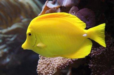 Sarı Tang balık (Zebrasoma flavescens) 