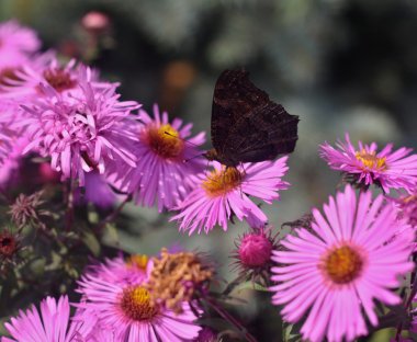 Yağmur damlalı gül