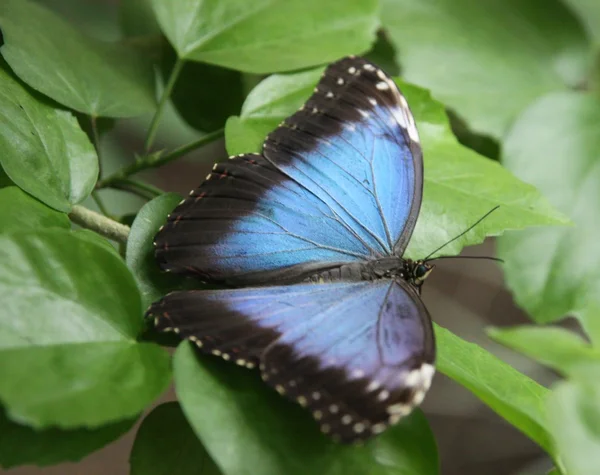 Bela borboleta em folhas verdes — Fotografia de Stock