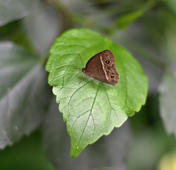 Borboleta marrom em folhas verdes — Fotografia de Stock