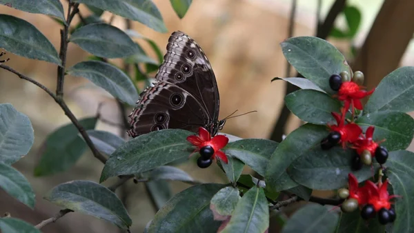 Borboleta marrom em folhas verdes — Fotografia de Stock