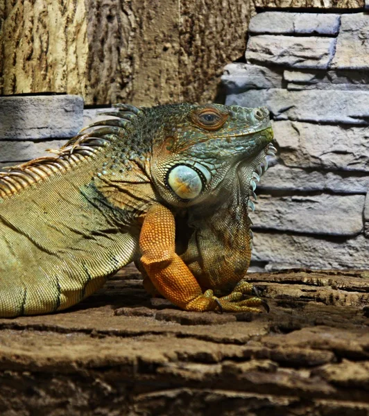 Renkli erkek Yeşil Iguana — Stok fotoğraf