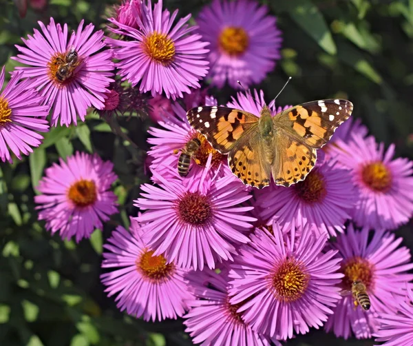 Altın ve kırmızı yıldız çiçeği