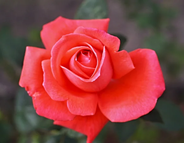 Rose with raindrops — Stock Photo, Image