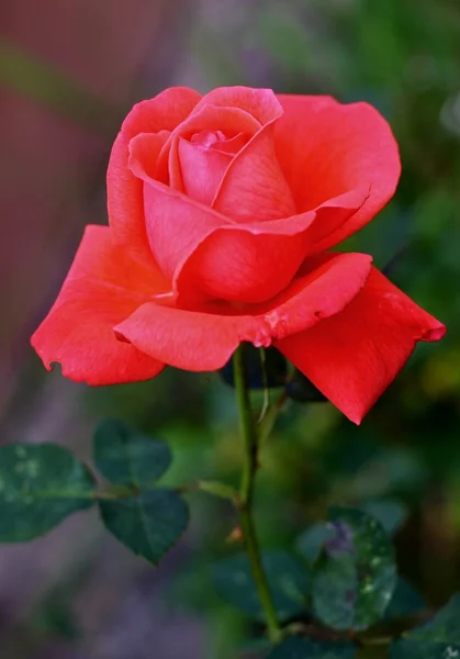 Rose with raindrops — Stock Photo, Image