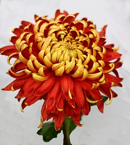 Gold and red dahlia — Stock Photo, Image