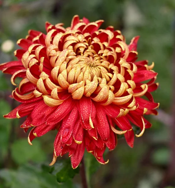 Gold and red dahlia — Stock Photo, Image