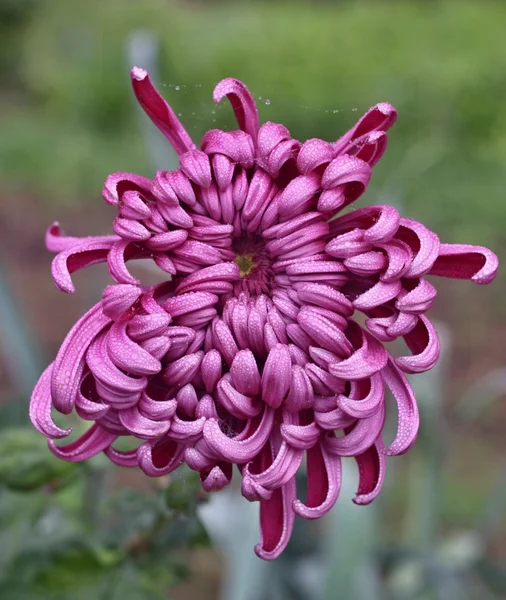 Violet dahlia in the rain — Stock Photo, Image