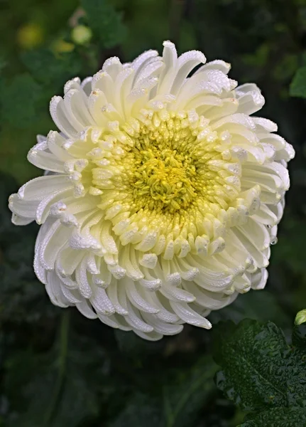 Gold and red dahlia — Stock Photo, Image