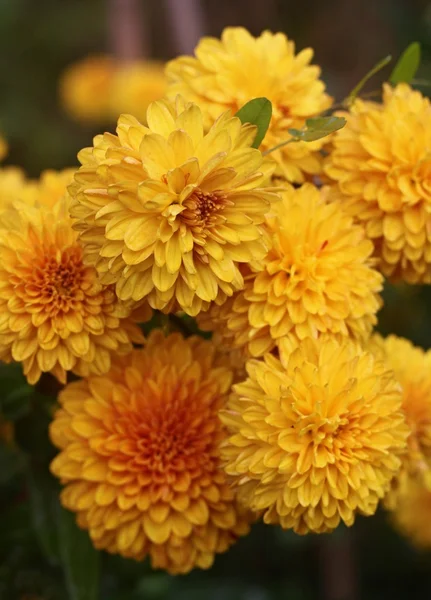 Yellow asters — Stock Photo, Image