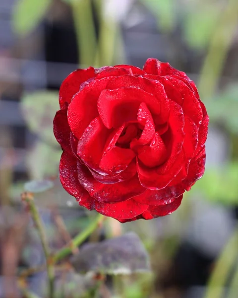 Red rose with raindrops — Stock Photo, Image