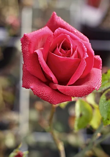 紫罗兰玫瑰与雨滴 — 图库照片