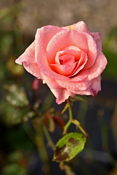 Wet  rose and green background — Stock Photo, Image