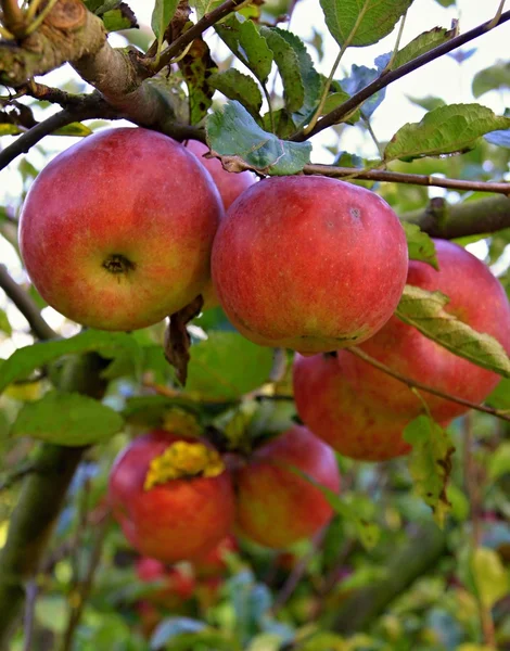 Apple on the tree — Stock Photo, Image