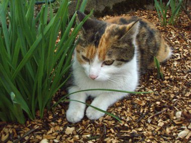 Kediyi Ava üzerinde