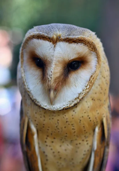 Portret van Barn Owl berust op een omheining post — Stockfoto