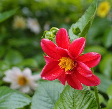 Kırmızı aster çiçek makro