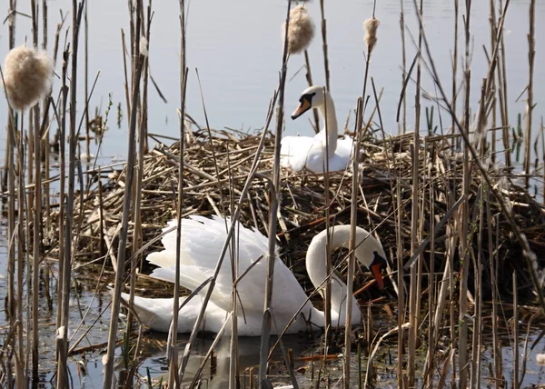 Swan senta-se no ninho — Fotografia de Stock