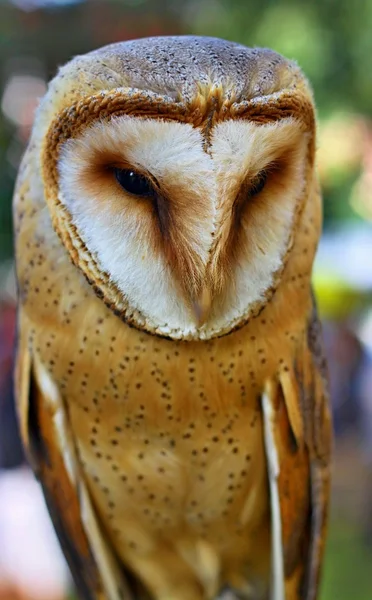 Portret van wild Barn Owl — Stockfoto