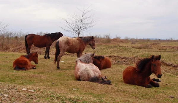 Wild horses in Georgia — Stock Photo, Image