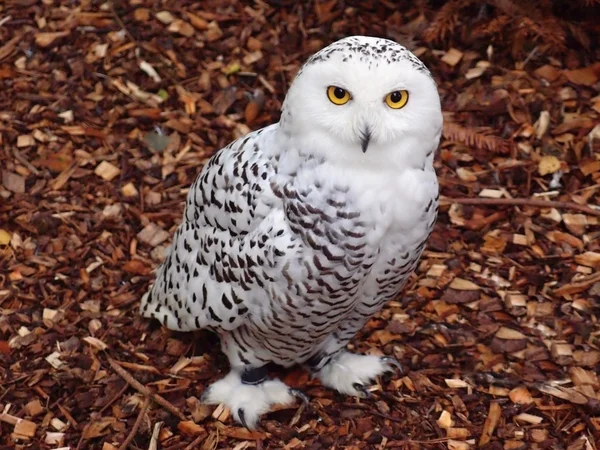 Beyaz kutup baykuşu  