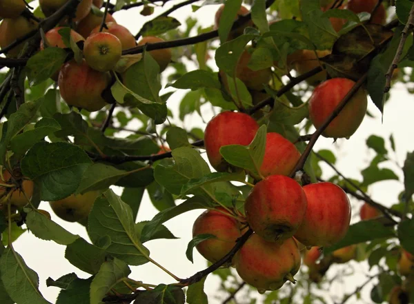 Manzanas maduras en el árbol —  Fotos de Stock