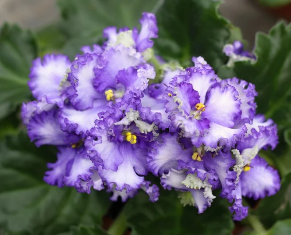 Las flores de violetas —  Fotos de Stock