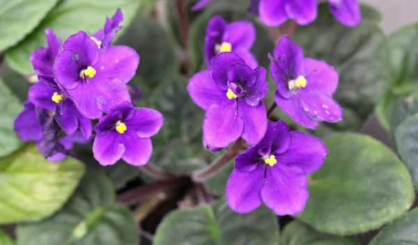 Kwiaty fioletowe — Zdjęcie stockowe