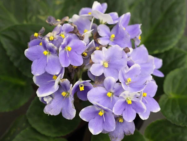 Las flores de violetas —  Fotos de Stock