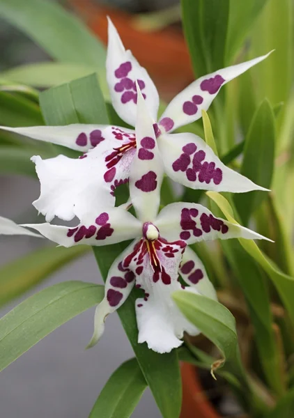 Flores de orquídea blanca y violeta —  Fotos de Stock
