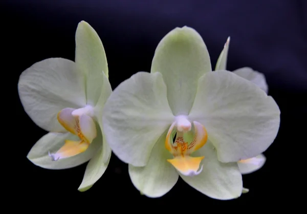 Fehér orchidea — Stock Fotó