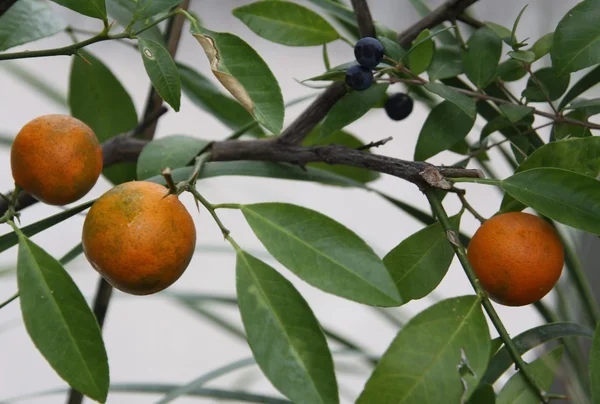 Oranges fruits on the tree — Stock Photo, Image