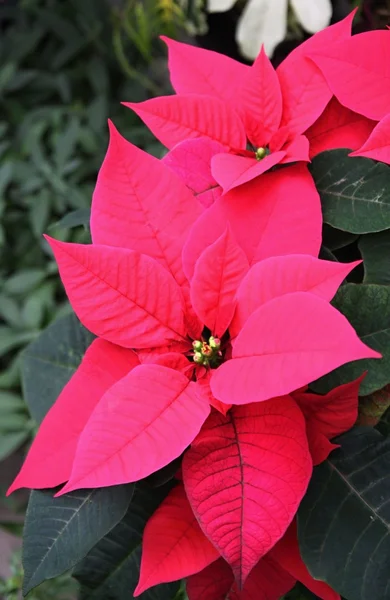 Beautiful red poinsettia — Stock Photo, Image