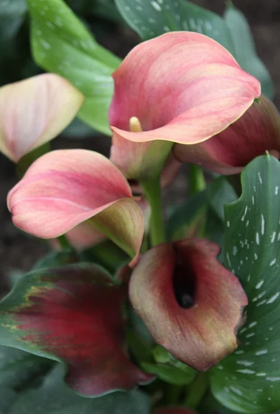 Rose calla lilies — Stock Photo, Image