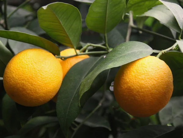 Orange tree and fruits — Stock Photo, Image