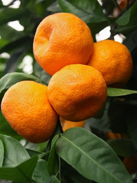 Ripe tangerines on a tree — Stock Photo, Image