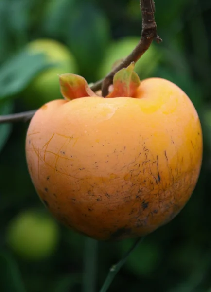 Sharon Fruit on the branch — Stock Photo, Image