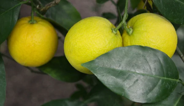 Ripe yellow lemons on tree — Stock Photo, Image