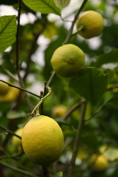 Ripe yellow lemons hanging on tree — Stock Photo, Image