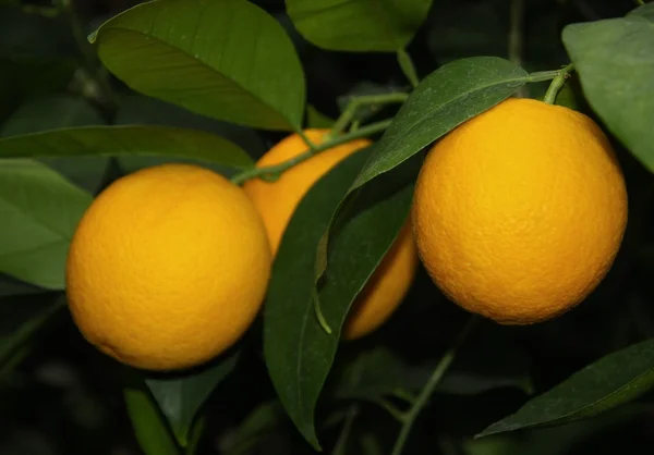 Orange fruits and green leaves — Stock Photo, Image