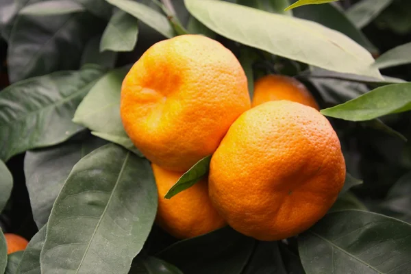 Ripe tangerines on a tree — Stock Photo, Image