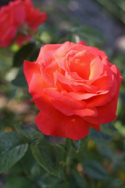 Bahçedeki güzel pembe gül