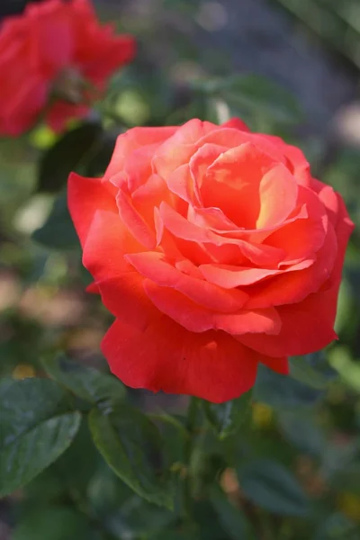 Beautiful pink rose in a garden — Stock Photo, Image