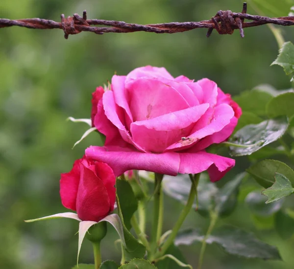 Roses and barbed wire — Stock Photo, Image