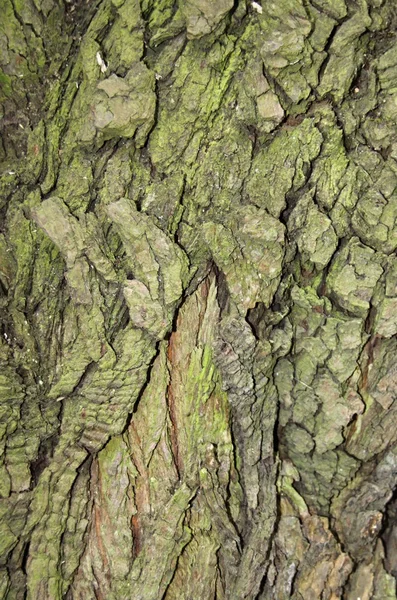 나무껍질의 질감 스톡 사진